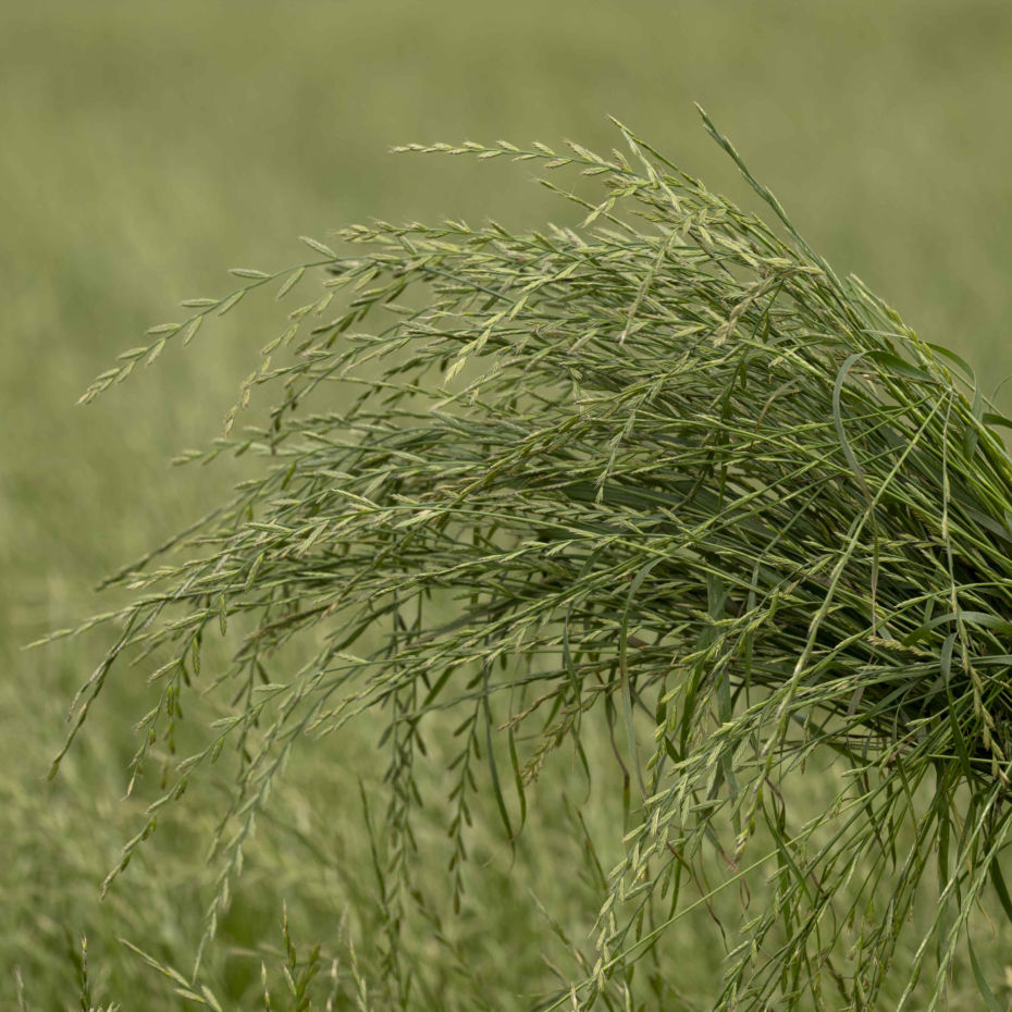 buy fresh hay