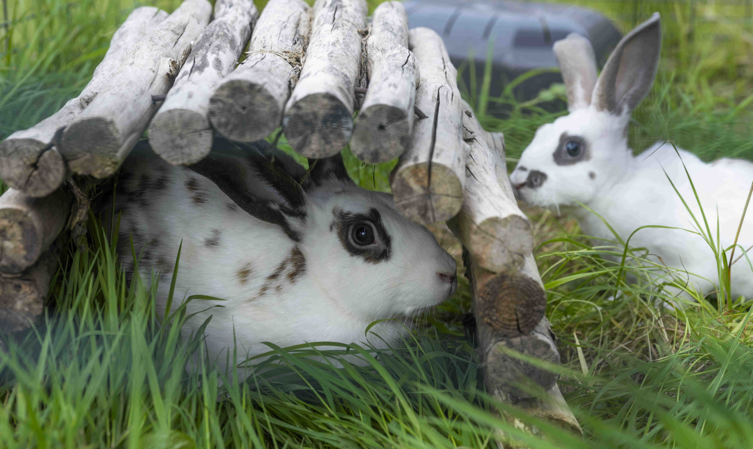 rabbits eating taster hay box