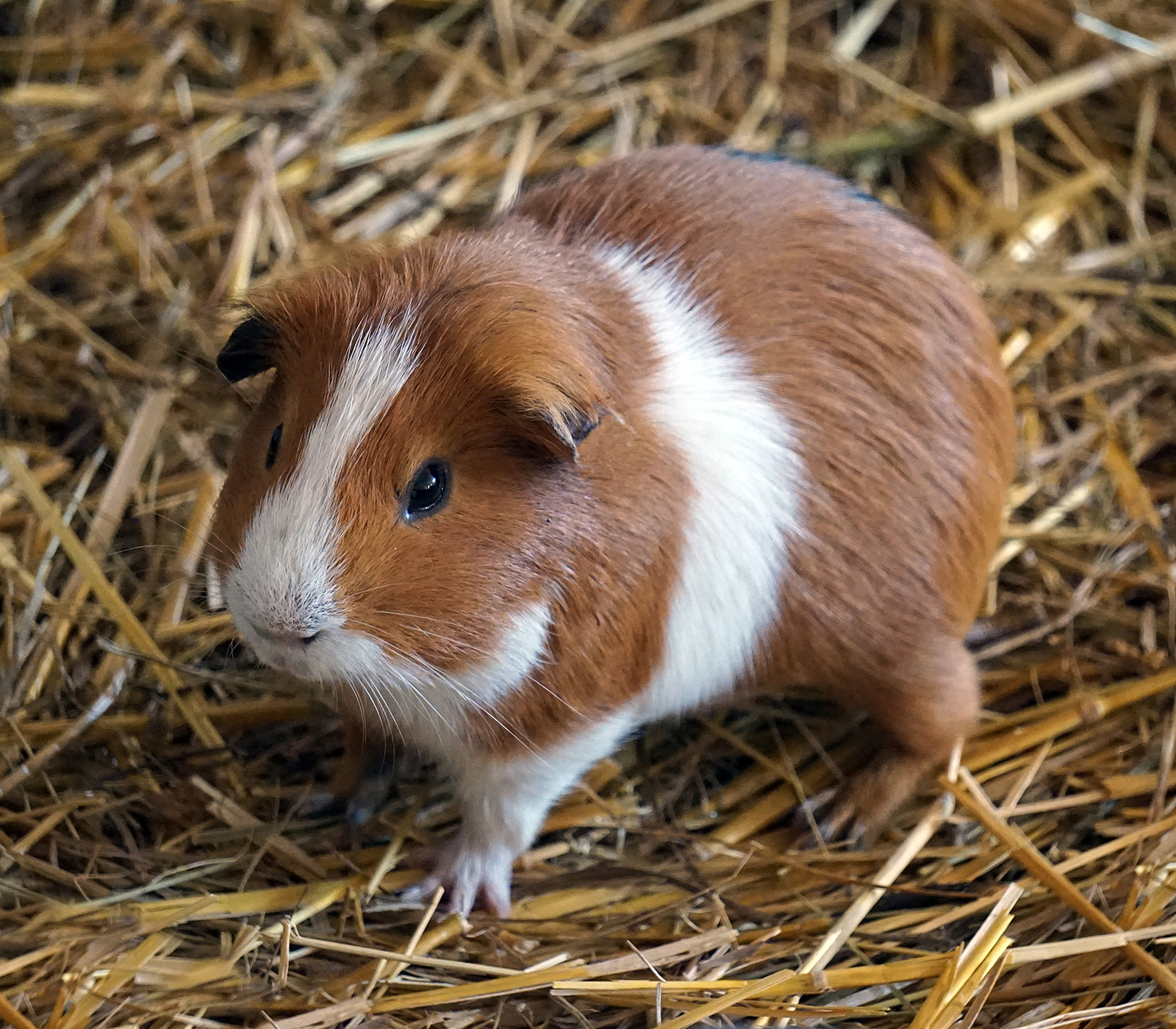 guinea pig and barley straw