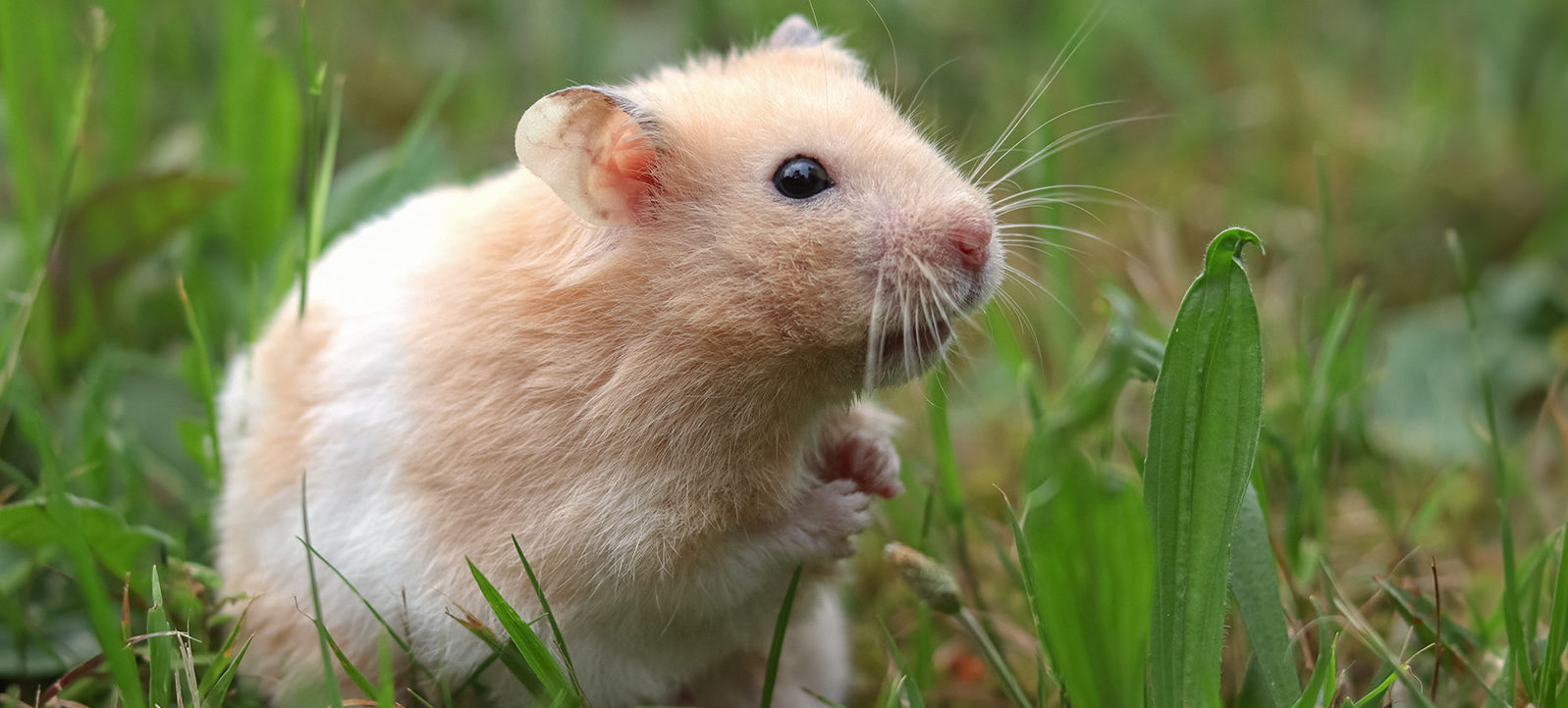 hamster in grass