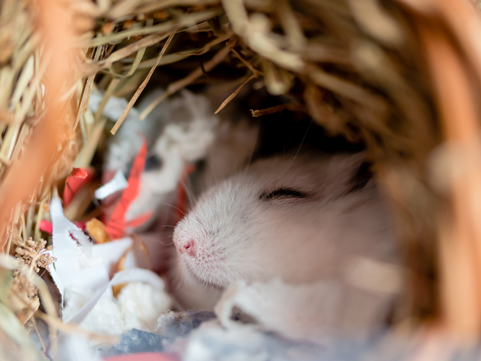 hamster bedding