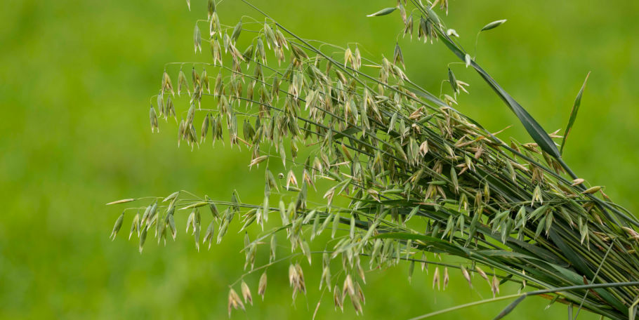 Oat Hay Product Selection - The Hay Shed