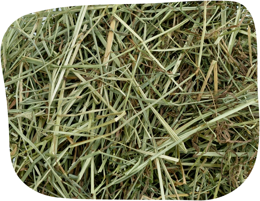 High protein rye grass hay from The Hay Shed