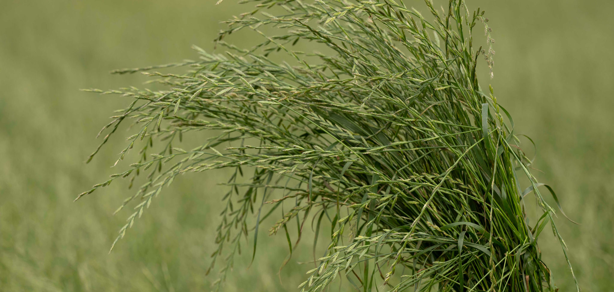 Rye Grass Hay Collection - The Hay Shed