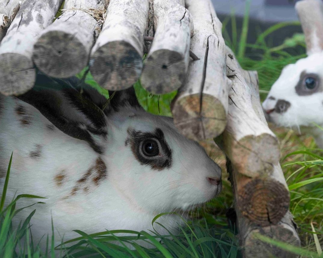 rabbits eating taster hay box