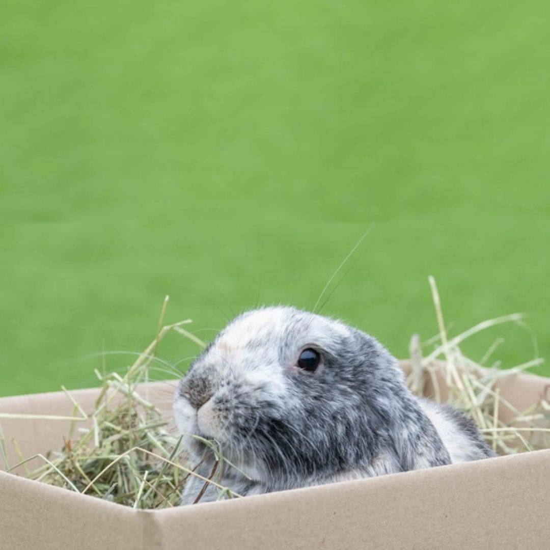 rabbit hay box subscription