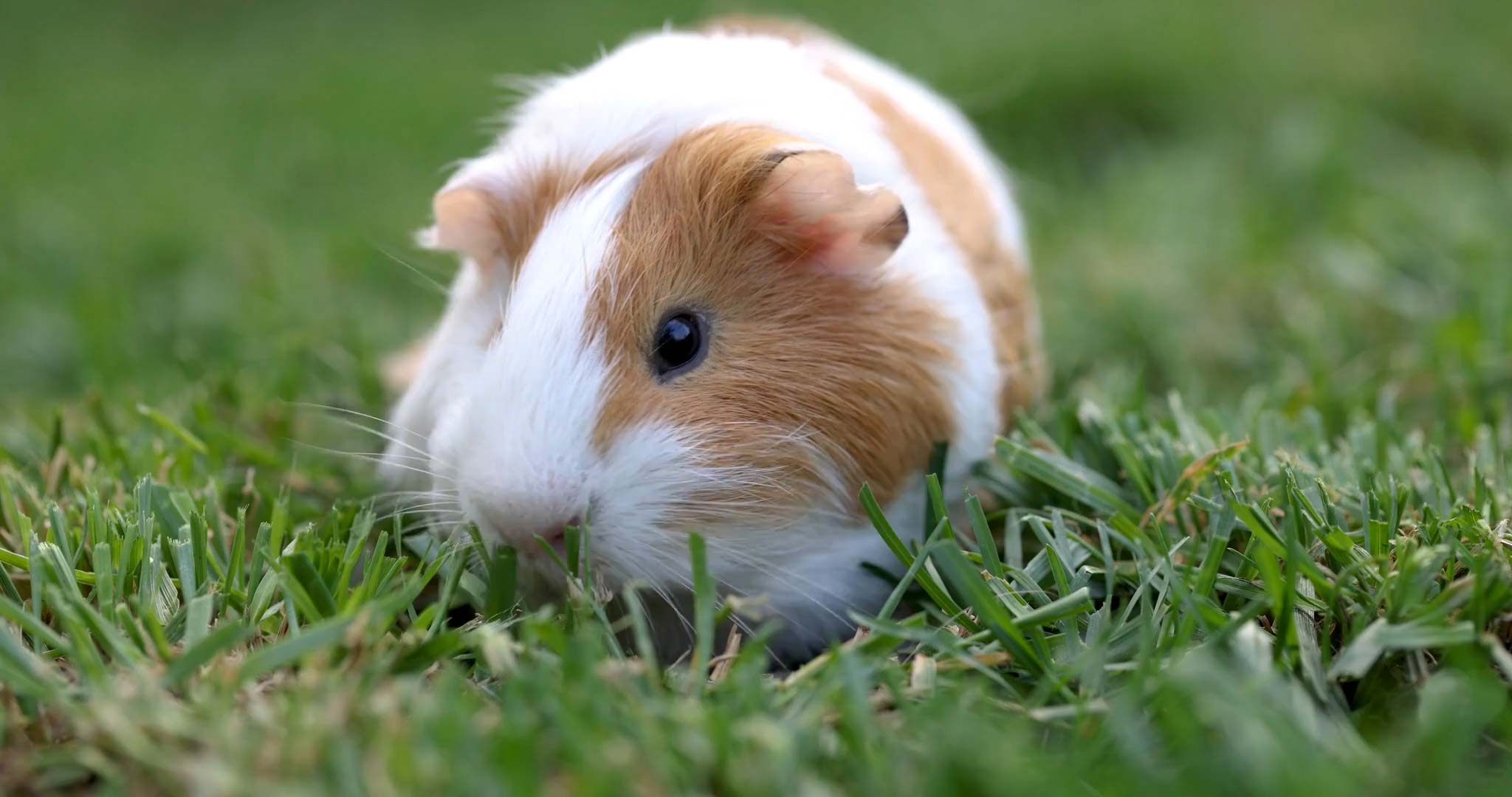 Guinea Pig Hay