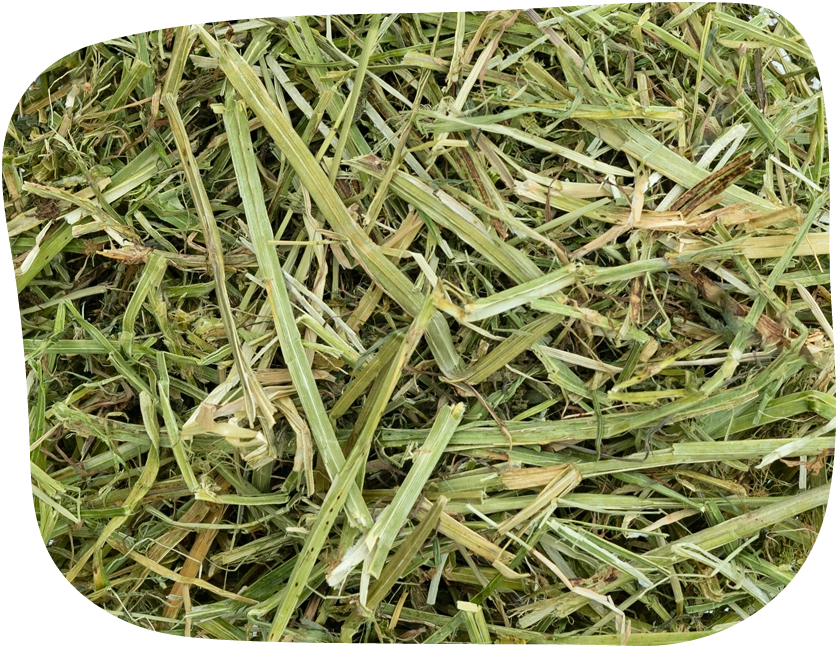 Alfalfa hay packed full of essential proteins for growing or underweight small pets by The Hay Shed