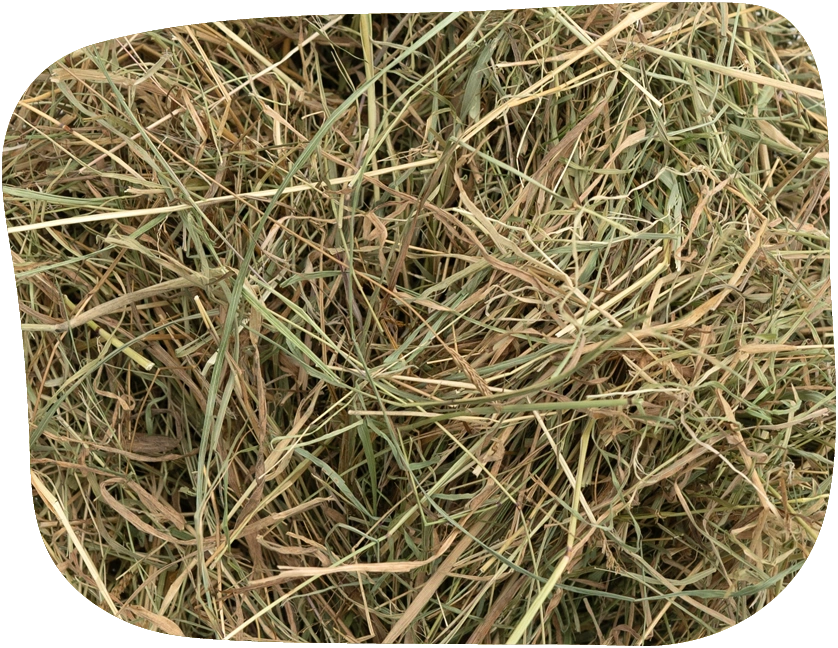 meadow hay packed full with a variety of seed heads by The Hay Shed