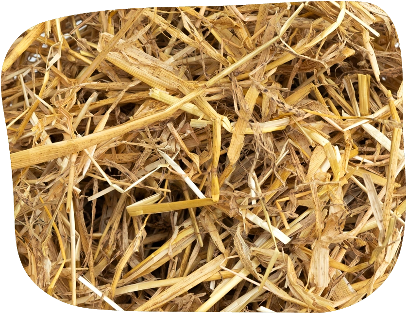 barley straw from The Hay Shed ideal for small pet bedding