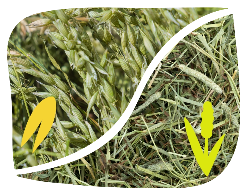 Oat Hay and Timothy Hay from The Hay Shed