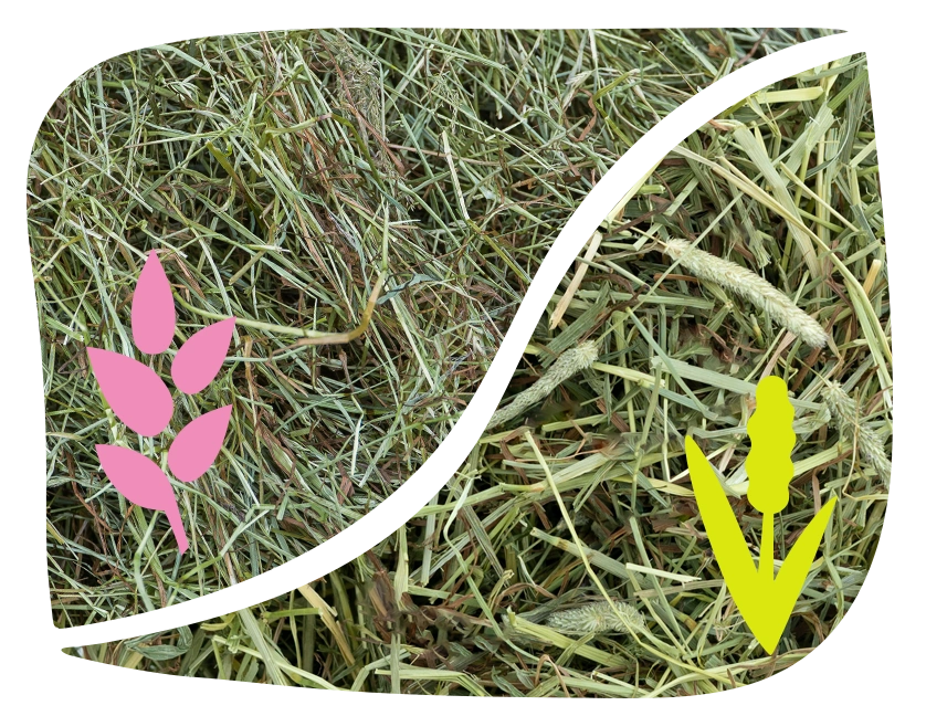 Rye grass hay and Timothy Hay from The Hay Shed