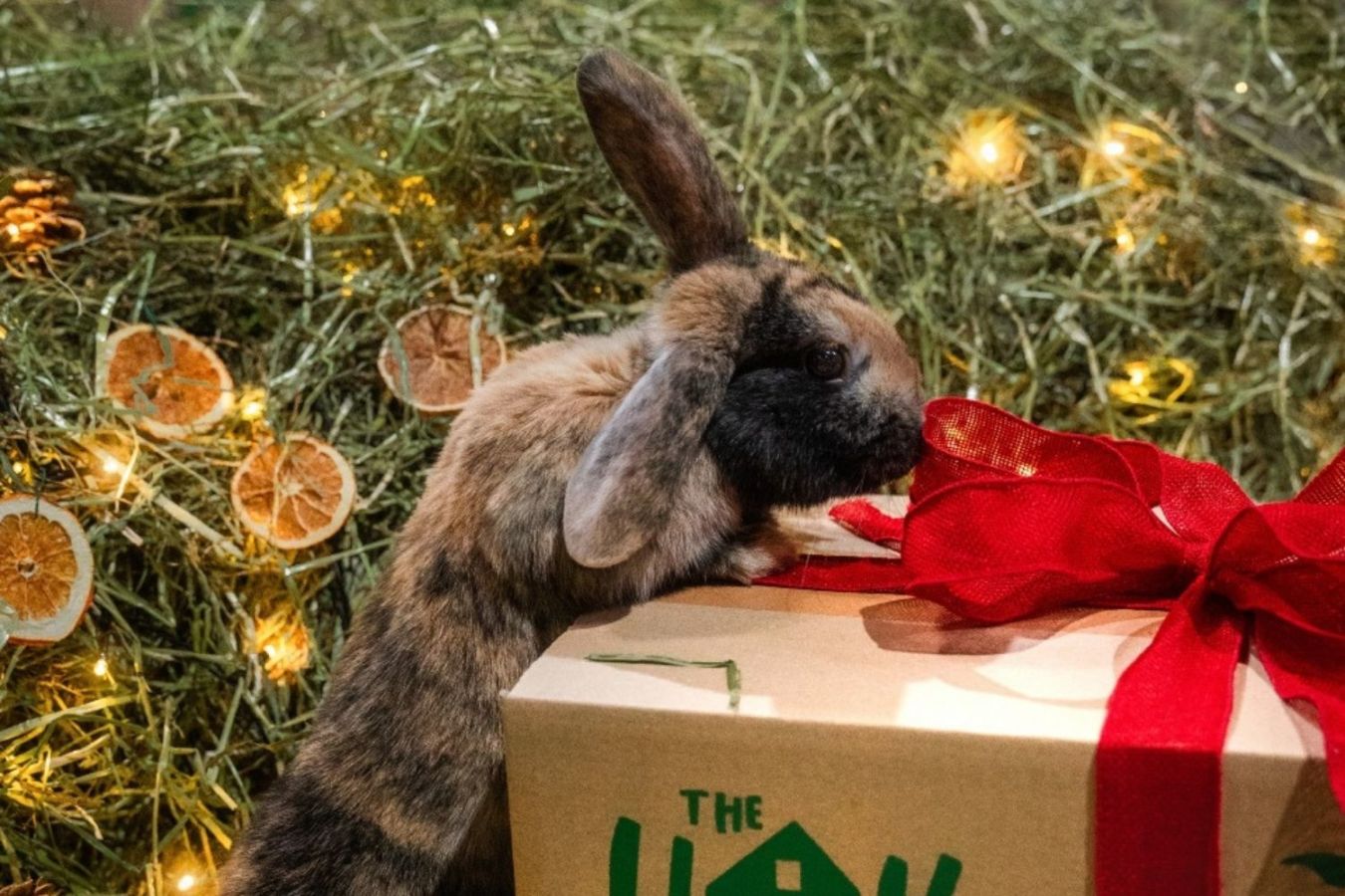 Christmas Delivery Dates 2025 - A rabbit sniffing a Hay Shed box tied with a red ribbon full of delicious hay