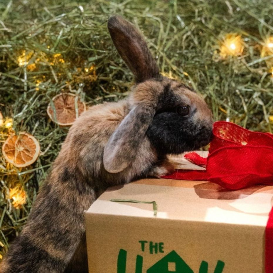 Christmas Delivery Dates 2025 - A rabbit sniffing a Hay Shed box tied with a red ribbon full of delicious hay