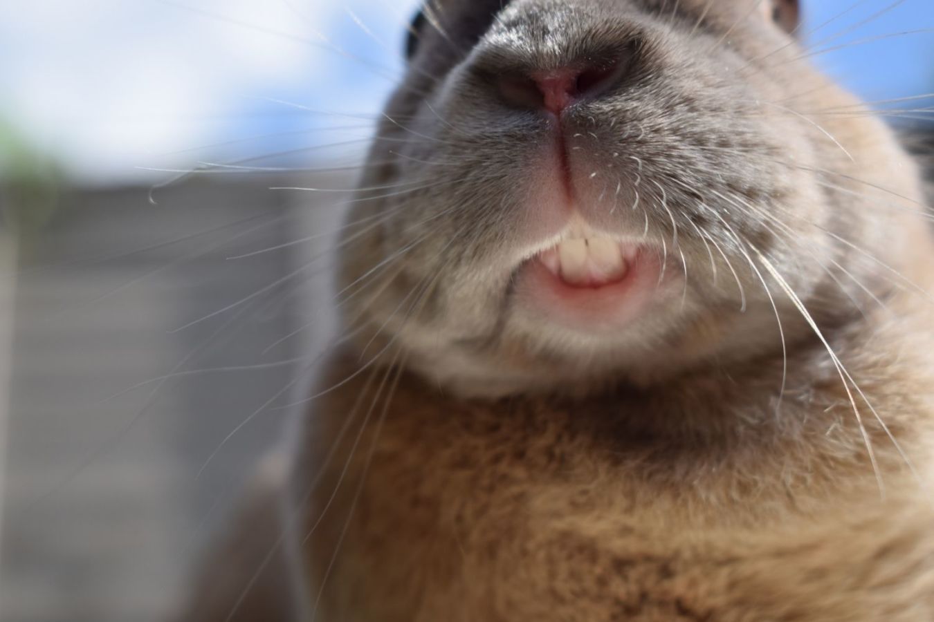 Photo inspiration: Picture Idea: How To Keep Your Rabbit S Teeth Healthy