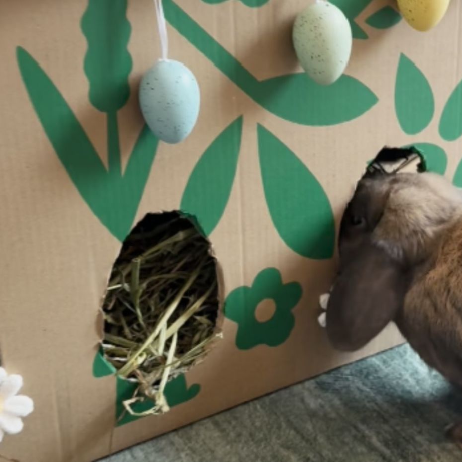 Small Pet Enrichment Ideas