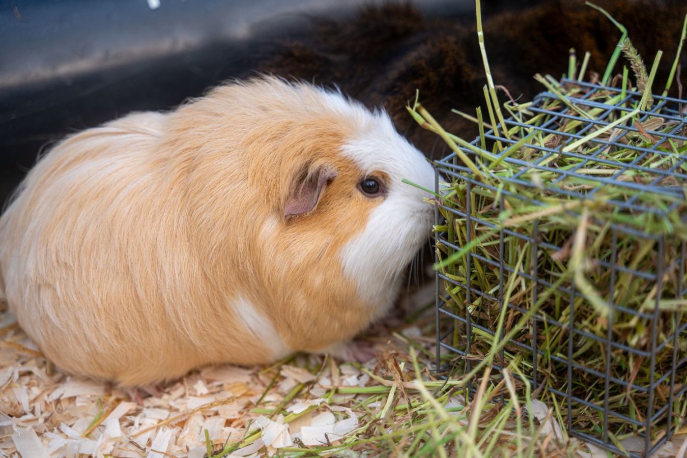 guinea pig health related diet issues