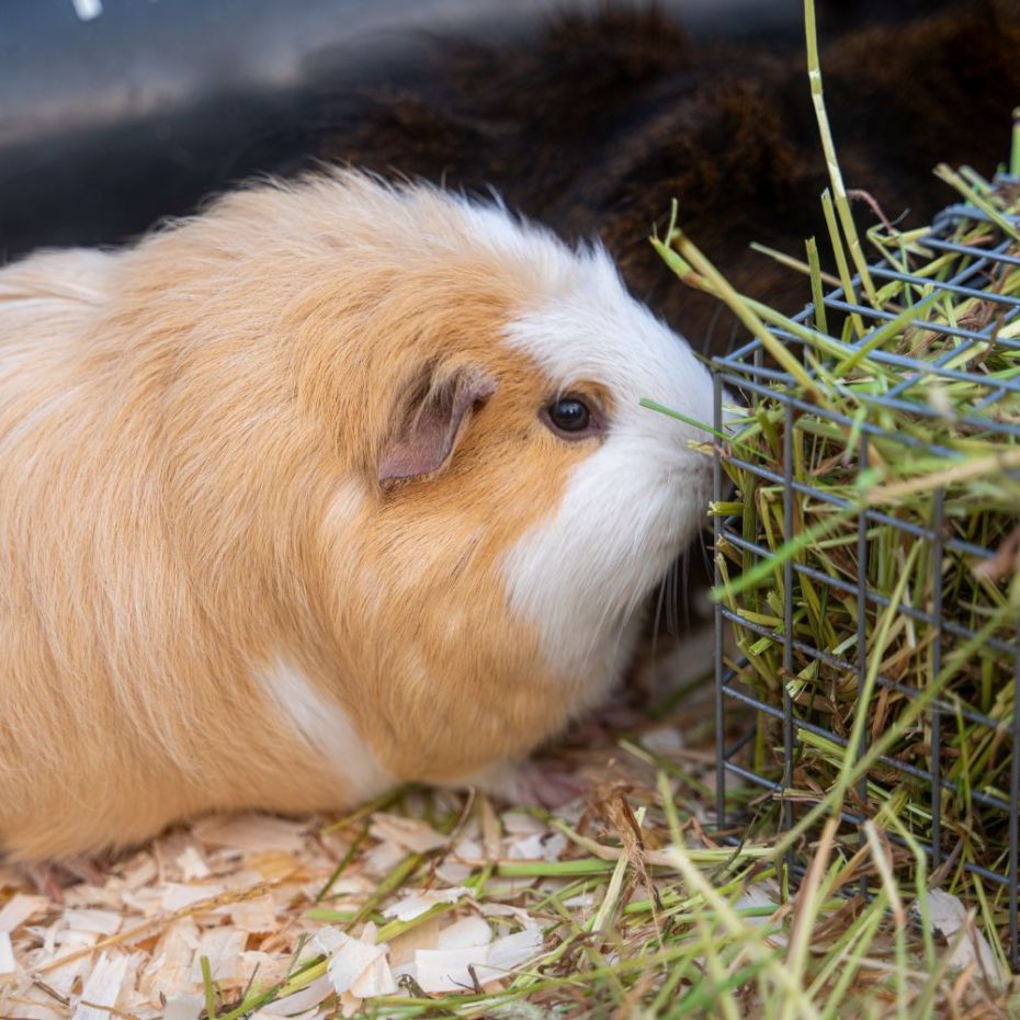 guinea pig health related diet issues